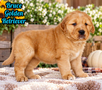 Bruce Male AKC Golden Retriever $1999