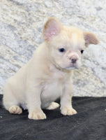 Carla Female AKC French Bulldog $1500