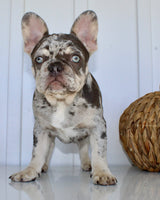 Dillon Male AKC French Bulldog $1650