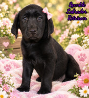 Sparkle Female AKC Labrador Retriever $1099
