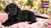 Starlight Female AKC Labrador Retriever $1099
