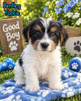 Bentley Male Yorkshire Terrier $550