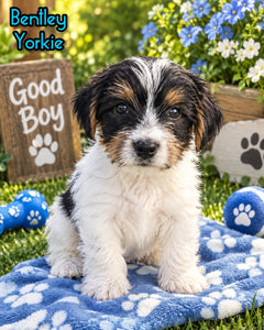 Bentley Male Yorkshire Terrier $550