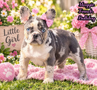 Maggie Female AKC French Bulldog $1650