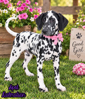 Spot Female AKC Dalmatian $795