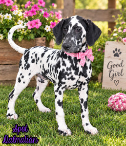 Spot Female AKC Dalmatian $795