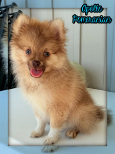 Apollo Male ACA Pomeranian $650