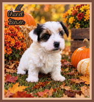 Chanel Female Biewer Terrier $3500