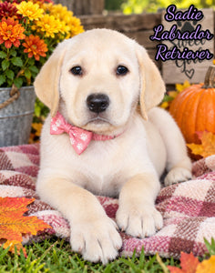 Sadie Female AKC Labrador Retriever $775