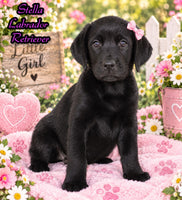 Stella Female AKC Labrador Retriever $1095