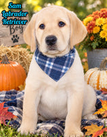 Sam Male AKC Labrador Retriever $1099