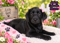 Sydney Female AKC Labrador Retriever $1099