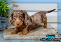 Charlie Male AKC Mini Dachshund $2250