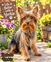 Dakota Male Yorkshire Terrier $399