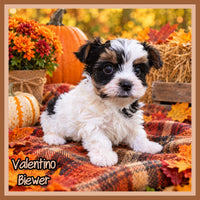 Valentino Male Biewer Terrier $2800