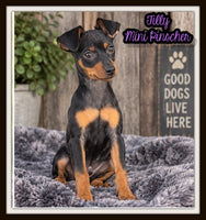 Tilly Female AKC Miniature Pinscher $1250