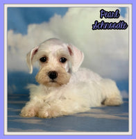 Pearl Female Schnoodle $1375