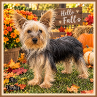 Rio Male Yorkshire Terrier $399