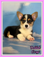 Delilah Female ACA Corgi $1360