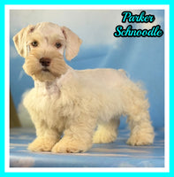 Parker Male Schnoodle $1375