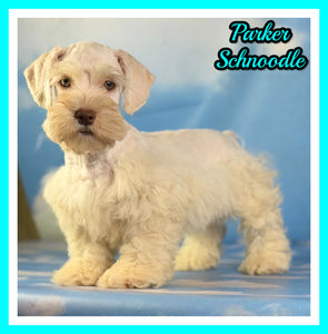 Parker Male Schnoodle $1375
