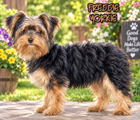 Freddie Male ACA Yorkshire Terrier $399