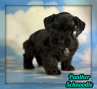 Panther Male Schnoodle $1375