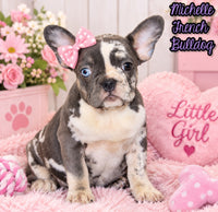 Michelle Female AKC French Bulldog $1399