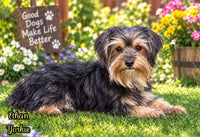 Ethan Male Yorkshire Terrier $399