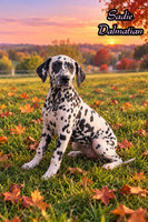 Sadie Female AKC Dalmatian $795