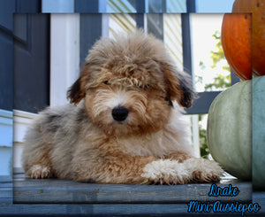 Drake Male Mini Aussiepoo $495