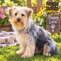 Lucas Male Yorkshire Terrier $399