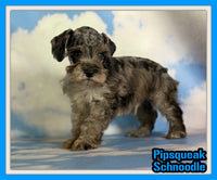 Pipsqueak Male Schnoodle $1625