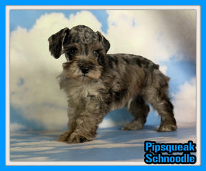 Pipsqueak Male Schnoodle $1625