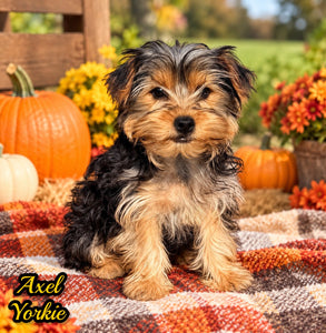 Axel Male AKC Yorkshire Terrier $750