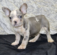 Dallas AKC Male French Bulldog $1450