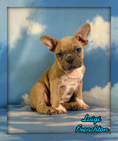 Luigi Male Frenchton $1925