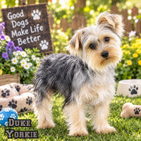 Duke Male ACA Yorkshire Terrier $399