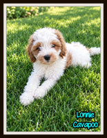 Lonnie Male F1 Cavapoo $700
