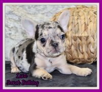 Luna Female AKC French Bulldog $1550