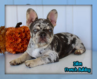 Dillon Male AKC French Bulldog $1650