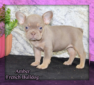 Amber Female AKC French Bulldog $1350