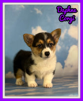 Daphne Female ACA Corgi $1360