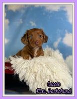 Cassie Female ACA Mini Dachshund $2660
