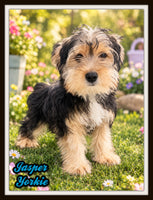 Jasper Male Yorkshire Terrier $550