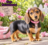 Marla Female AKC Mini Dachshund $950