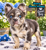 Dakota Male AKC Fluffy French Bulldog $2950