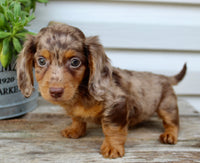 Charlie Male AKC Mini Dachshund $2250