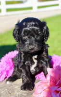 Gibbs Male Cavapoo $950