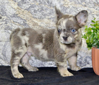 Lance Male AKC French Bulldog $1500